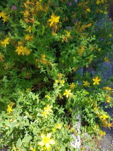 20180801_115117_resized